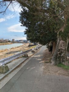 那珂川沿いの葉が多い木